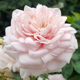 Rose 'Awakening' - Historische Kletterrose