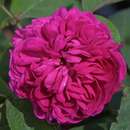 Rose 'Rose de Rescht' - Historische Strauchrose