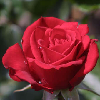 Rose 'Kardinal König'