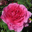 Rose 'England's Rose': Bild 1/4