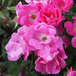 Rose 'Pink Knock Out': Bild 1/8