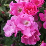 Rose 'Pink Knock Out' - Bodendeckerrose