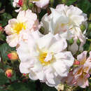 Rose 'Penelope' (Hybride) - Historische Strauchrose