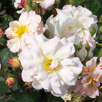 Rose 'Penelope' (Hybride)