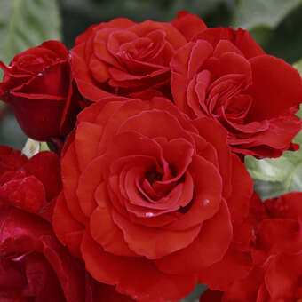 Rose 'Chorus'