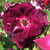 Rose 'Burgundy Iceberg' - Moderne Strauchrose