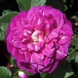 Rose 'Outta The Blue' - Moderne Strauchrose