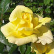 Rose 'Guy's Gold': Bild 1/5