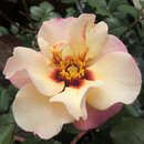 Rose 'Alissar, Princess  Phoenicia' - Englische Strauchrose