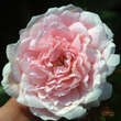 Rose 'Wisley 2008': Bild 1/2