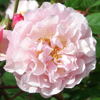 Rose 'Cornelia' (moschata)