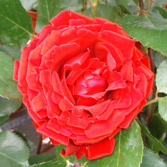 Rose 'Traumfrau'