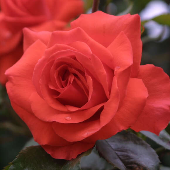 Rose 'Climbing Vesuve': Bild 1/3 Rose 'Climbing Vesuve': Bild 1/3