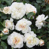 Rose 'White Meidiland' - Bodendeckerrose