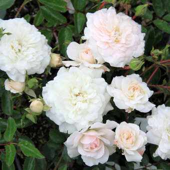 Rose 'Sea Foam'