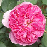 Rose 'Allegro' - Moderne Kletterrose