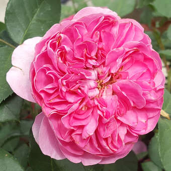 Rose 'Allegro'