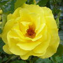 Rose 'Friesia' - Beetrose