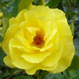 Rose 'Friesia' - Beetrose