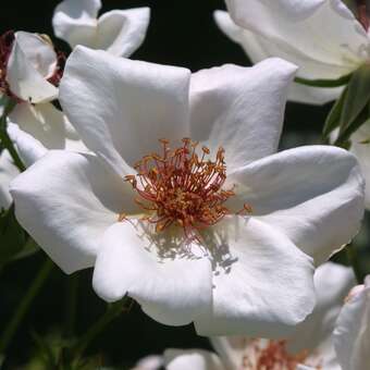 Rose 'White Wings'