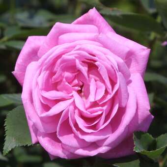 Rose 'Hermosa'