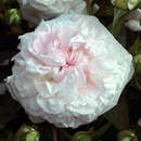 Rose 'Felicite et Perpetue (semp.) - Ramblerrose