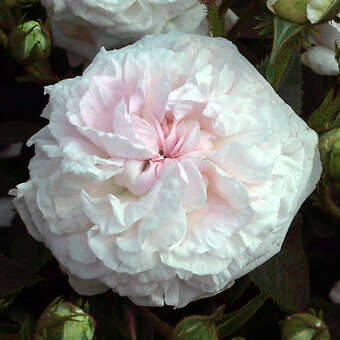 Rose 'Felicite et Perpetue (semp.)