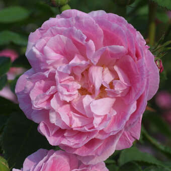 Rose 'Bourbon Queen' (bourboniana)