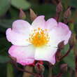 Rose 'Francis E. Lester': Bild 1/4