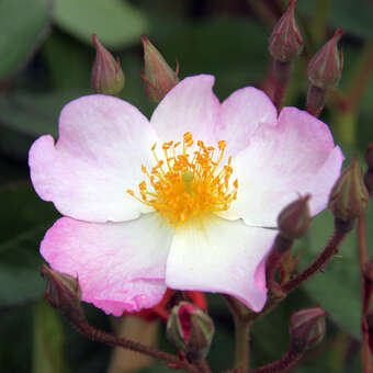 Rose 'Francis E. Lester'