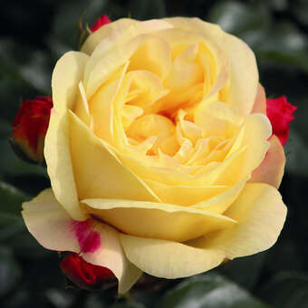Rose 'Lampion'