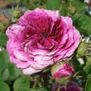 Rose 'Russeliana' AKTION - Ramblerrose