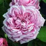 Rose 'Archiduchesse Elisabeth d'Autriche' - Historische Strauchrose