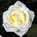 Moderne Edelrose - Rose 'White Perfumella'