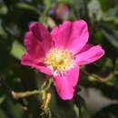 Rosa villosa - Heimische Apfelrose