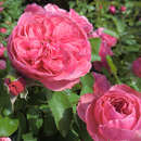 Rose 'Leonardo da Vinci - Beetrose