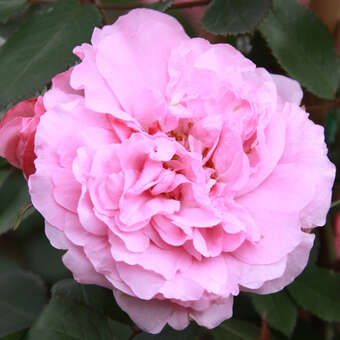 Rose 'John Davis'