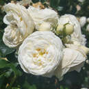 Moderne Strauchrose - Rose 'Artemis'