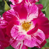 Rose 'Purple Splash' - Moderne Kletterrose