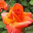 Rose 'Climbing Christophe Colomb': Bild 4/7