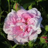 Rose 'Isphahan' - Historische Strauchrose