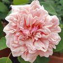 Rose 'Gloire de Dijon' - Historische Kletterrose