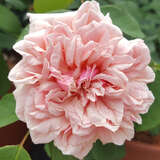 Rose 'Gloire de Dijon' - Historische Kletterrose