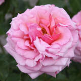 Rose 'Romanze' - Moderne Strauchrose