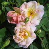 Rose 'Phyllis Bide' - Historische Kletterrose