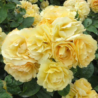 Rose 'Hansestadt Rostock'