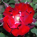 Rose 'Roter Korsar' - Moderne Strauchrose