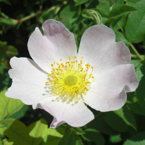 Rosa tomentosa: Bild 1/2 Rosa tomentosa: Bild 1/2