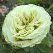 Rose 'Lovely Green': Bild 1/4