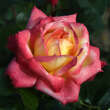 Rose 'Pullman Orient Express': Bild 1/6